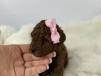 Cherry-L, a female Poodle - Toy  for sale in Greensboro, NC – Photo 3 of 6