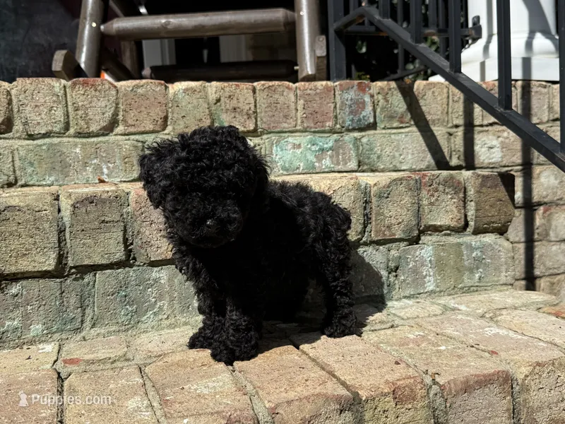 Teddy – Poodle - Toy  puppy for sale in Greensboro, NC