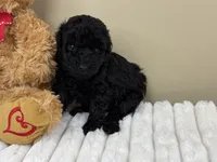 Bella, a female Poodle - Toy  for sale in Greensboro, NC – 1 of 4