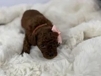 Chanel R., a female Poodle - Toy  for sale in Greensboro, NC – Photo 1 of 2