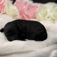 Nyx, a female Poodle - Toy  for sale in Greensboro, NC – Photo 2 of 2