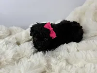 Nyx, a female Poodle - Toy  for sale in Greensboro, NC – Photo 1 of 2