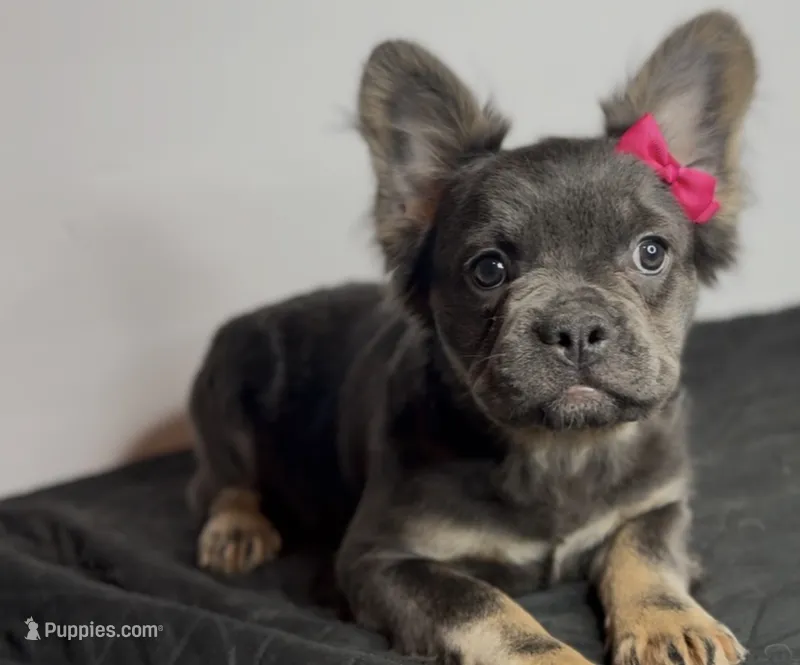 Shadow – French Bulldog puppy for sale in Greensboro, NC