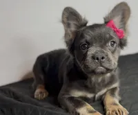 Shadow, a female French Bulldog for sale in Greensboro, NC – 1 of 3