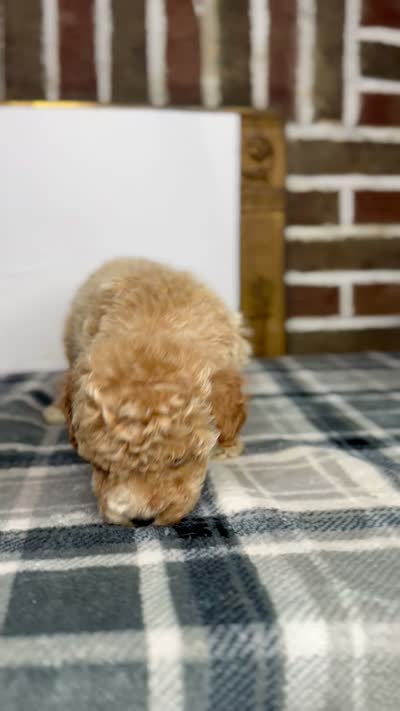 Teddy, a male Poodle - Toy  for sale in Greensboro, NC – 3 of 7