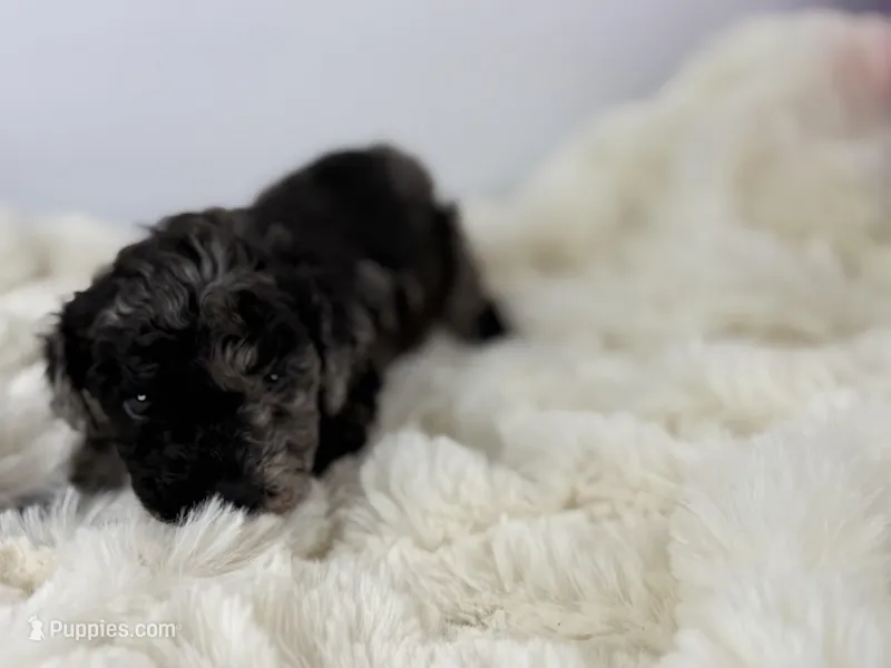 Bean – Poodle - Toy  puppy for sale in Greensboro, NC
