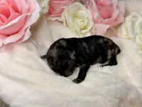 Bean, a male Poodle - Toy  for sale in Greensboro, NC – Photo 2 of 2