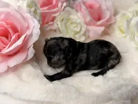 Bean, a male Poodle - Toy  for sale in Greensboro, NC – Photo 1 of 2