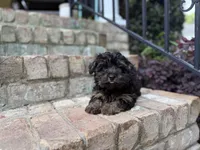 Fudge, a male Yorkipoo for sale in Greensboro, NC – 2 of 4