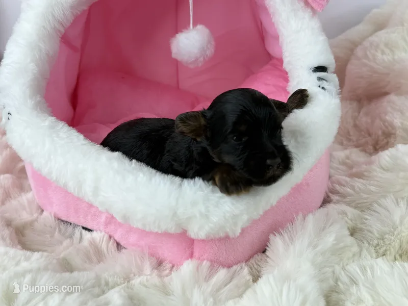 Fudge – Yorkipoo puppy for sale in Greensboro, NC