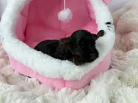 Fudge, a male Yorkipoo for sale in Greensboro, NC – Photo 1 of 2