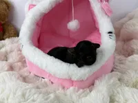 Fudge, a male Yorkipoo for sale in Greensboro, NC – Photo 2 of 2