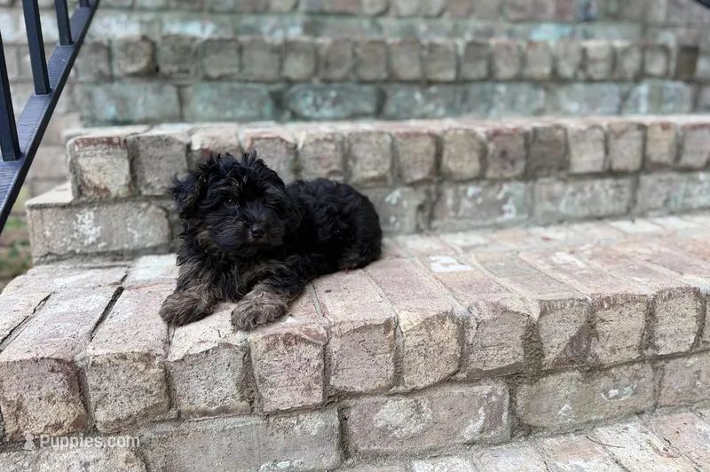 Fudge – Yorkipoo puppy for sale in Greensboro, NC