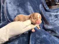 Rex, a male American Bully for sale in Greensboro, NC – Photo 5 of 8