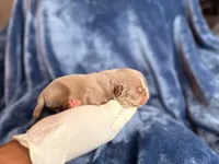 Rex, a male American Bully for sale in Greensboro, NC – Photo 7 of 8