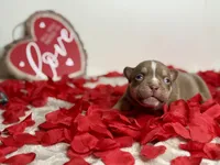 Rex, a male American Bully for sale in Greensboro, NC – Photo 1 of 8