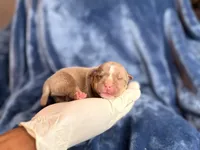 Rex, a male American Bully for sale in Greensboro, NC – Photo 6 of 8