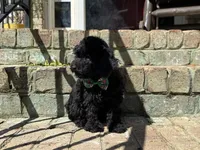 Expresso, a male Poodle - Miniature  for sale in Greensboro, NC – 3 of 9