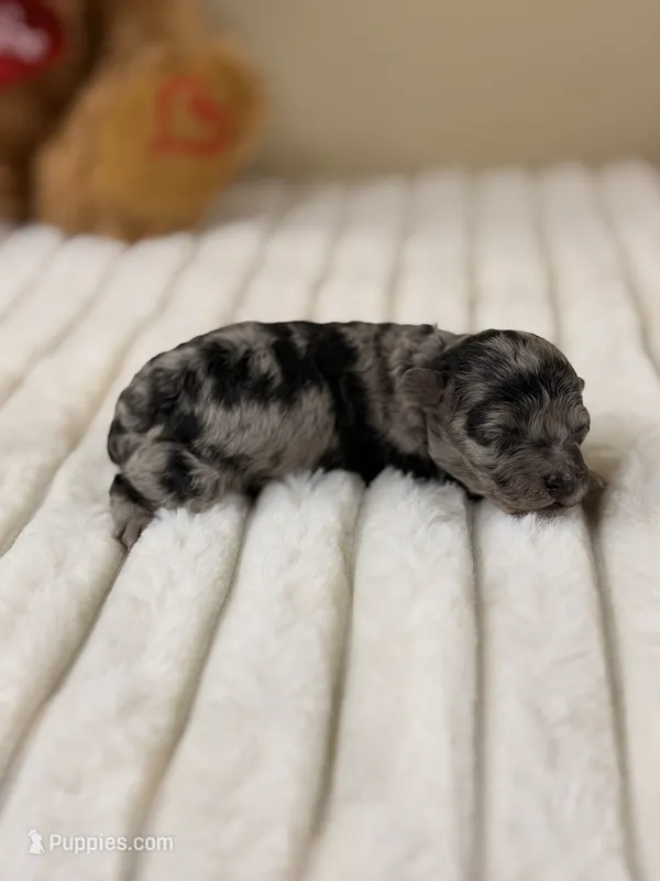 Chai – Poodle - Miniature  puppy for sale in Greensboro, NC
