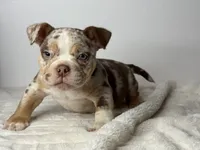 Rico, a female American Bully for sale in Greensboro, NC – 3 of 4