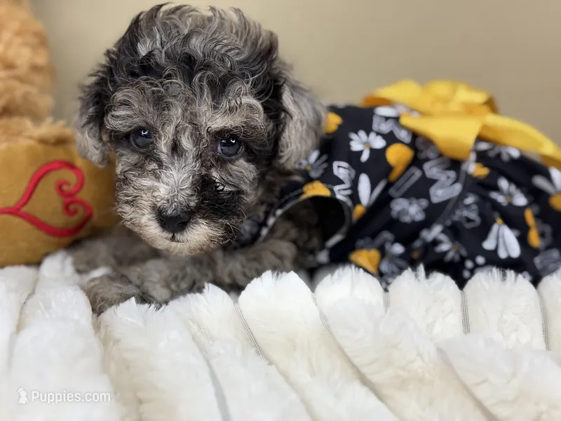 Chai – Poodle - Miniature  puppy for sale in Greensboro, NC