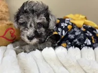 Chai, a female Poodle - Miniature  for sale in Greensboro, NC – 1 of 5