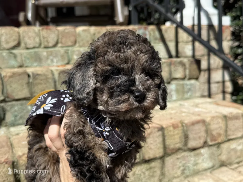 Truffle – Poodle - Miniature  puppy for sale in Greensboro, NC
