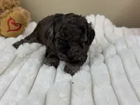 Truffle, a female Poodle - Miniature  for sale in Greensboro, NC – 2 of 3
