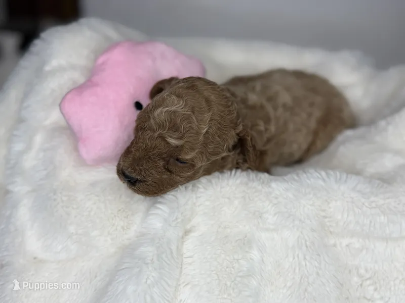 Honey  – Poodle - Miniature  puppy for sale in Greensboro, NC