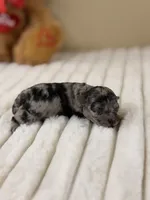 Chai, a female Poodle - Miniature  for sale in Greensboro, NC – 2 of 2