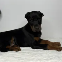 Zara, a female Doberman Pinscher for sale in Greensboro, NC – Photo 1 of 10