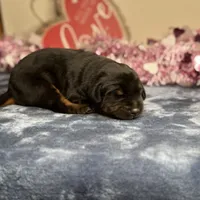 Zara, a female Doberman Pinscher for sale in Greensboro, NC – Photo 7 of 10