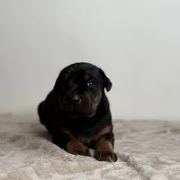 Zara, a female Doberman Pinscher for sale in Greensboro, NC – Photo 3 of 10