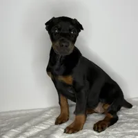 Zara, a female Doberman Pinscher for sale in Greensboro, NC – Photo 2 of 10