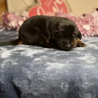 Zara, a female Doberman Pinscher for sale in Greensboro, NC – Photo 6 of 10