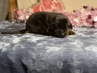 Zara, a female Doberman Pinscher for sale in Greensboro, NC – Photo 4 of 8