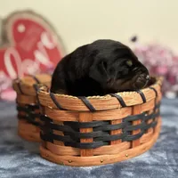 Zara, a female Doberman Pinscher for sale in Greensboro, NC – Photo 5 of 10