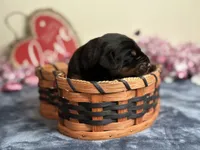 Zara, a female Doberman Pinscher for sale in Greensboro, NC – Photo 3 of 8