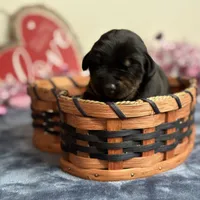 Zara, a female Doberman Pinscher for sale in Greensboro, NC – Photo 4 of 10