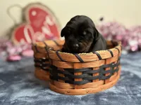 Zara, a female Doberman Pinscher for sale in Greensboro, NC – Photo 2 of 8