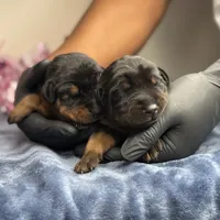 Zara, a female Doberman Pinscher for sale in Greensboro, NC – Photo 8 of 10