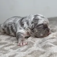 Marble, a male French Bulldog for sale in Greensboro, NC – Photo 3 of 4