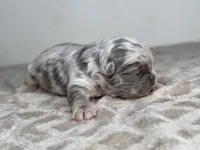 Marble, a male French Bulldog for sale in Greensboro, NC – Photo 3 of 4