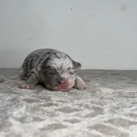 Marble, a male French Bulldog for sale in Greensboro, NC – Photo 2 of 4