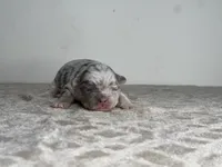 Marble, a male French Bulldog for sale in Greensboro, NC – Photo 2 of 4