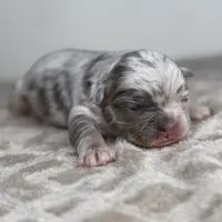 Marble, a male French Bulldog for sale in Greensboro, NC – Photo 1 of 4