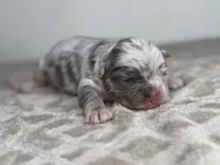 Marble, a male French Bulldog for sale in Greensboro, NC – Photo 1 of 4