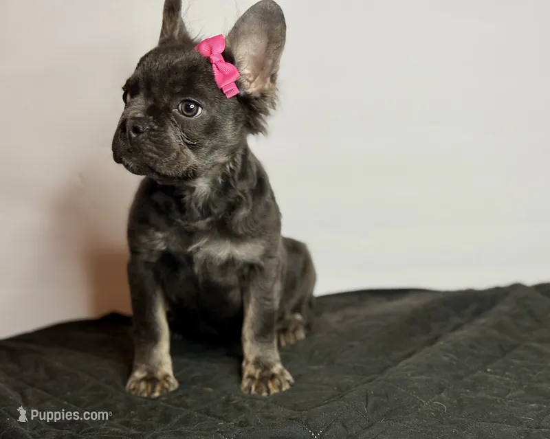 Onyx – French Bulldog puppy for sale in Greensboro, NC