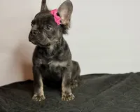 Onyx, a female French Bulldog for sale in Greensboro, NC – 1 of 2