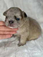 Luna, a female French Bulldog for sale in Greensboro, NC – Photo 1 of 5